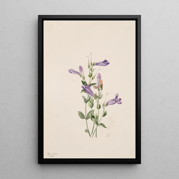 Penstémon fruticosus - Mary Vaux Walcott — framed artwork on a wall