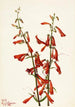 Penstémon barbu Pentstemon barbatus - Mary Vaux Walcott — artwork view