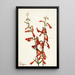 Penstémon barbu Pentstemon barbatus - Mary Vaux Walcott — framed artwork on a wall