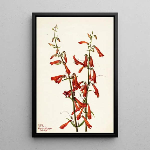 Penstémon barbu Pentstemon barbatus - Mary Vaux Walcott — framed artwork on a wall
