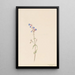 Penstémon procerus - Mary Vaux Walcott — framed artwork on a wall
