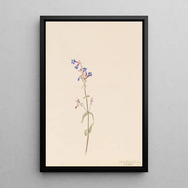 Penstémon procerus - Mary Vaux Walcott — framed artwork on a wall