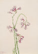 Penstémon ambigu - Mary Vaux Walcott — artwork view