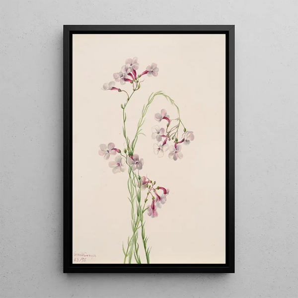 Penstémon ambigu - Mary Vaux Walcott — framed artwork on a wall