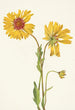 Gaillarde vivace Gaillardia aristata - Mary Vaux Walcott — artwork view