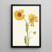 Gaillarde vivace Gaillardia aristata - Mary Vaux Walcott — framed artwork on a wall