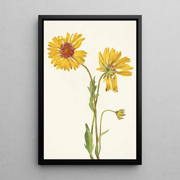 Gaillarde vivace Gaillardia aristata - Mary Vaux Walcott — framed artwork on a wall
