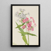 Phlox vivace Phlox paniculata - Mary Vaux Walcott — framed artwork on a wall