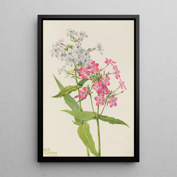 Phlox vivace Phlox paniculata - Mary Vaux Walcott — framed artwork on a wall
