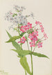 Phlox vivace Phlox paniculata - Mary Vaux Walcott — artwork view