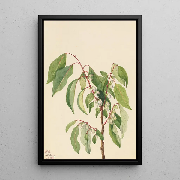 Persimmon by Virginie Diospyros virginiana - Mary Vaux Walcott — framed artwork on a wall