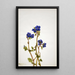 Phacélie de Parry Phacelia parryi - Mary Vaux Walcott — framed artwork on a wall