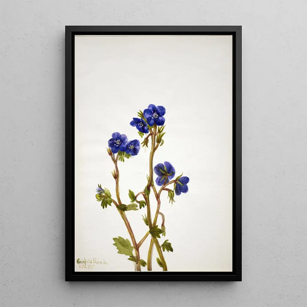 Phacélie de Parry Phacelia parryi - Mary Vaux Walcott — framed artwork on a wall