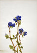 Phacélie de Parry Phacelia parryi - Mary Vaux Walcott — artwork view
