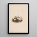 Phlox - Mary Vaux Walcott — framed artwork on a wall