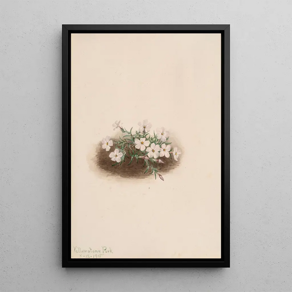 Phlox - Mary Vaux Walcott — framed artwork on a wall