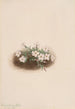 Phlox - Mary Vaux Walcott — artwork view