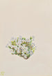 Phlox caespitosa - Mary Vaux Walcott — artwork view
