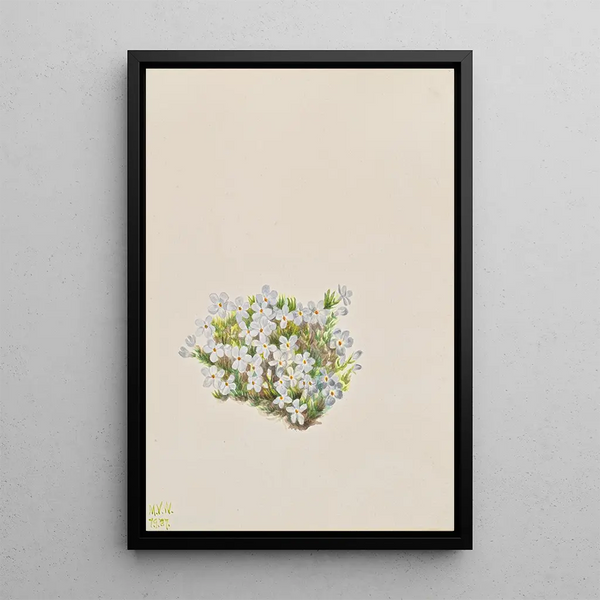 Phlox caespitosa - Mary Vaux Walcott — framed artwork on a wall
