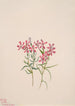 Phlox stansburyi - Mary Vaux Walcott — artwork view