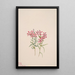 Phlox stansburyi - Mary Vaux Walcott — framed artwork on a wall