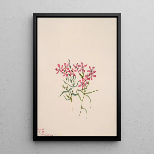 Phlox stansburyi - Mary Vaux Walcott — framed artwork on a wall