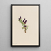 Engelmann Spruce Painting - Mary Vaux Walcott — framed artwork on a wall
