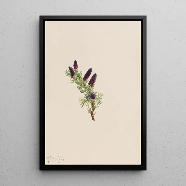 Engelmann Spruce Painting - Mary Vaux Walcott — framed artwork on a wall