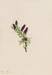 Engelmann Spruce Painting - Mary Vaux Walcott — artwork view