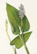 Pontédérie cordée - Mary Vaux Walcott — artwork view