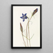 Gentiane des pinèdes Gentiana porphyrio - Mary Vaux Walcott — framed artwork on a wall
