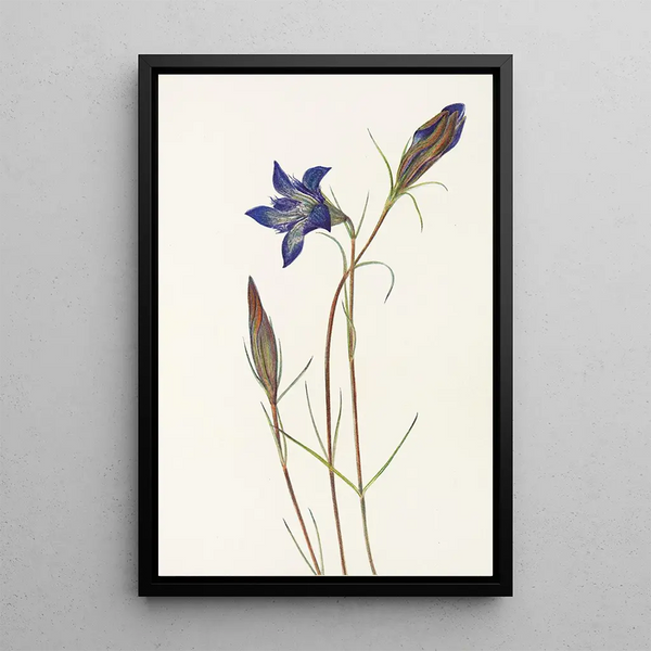 Gentiane des pinèdes Gentiana porphyrio - Mary Vaux Walcott — framed artwork on a wall