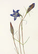 Gentiane des pinèdes Gentiana porphyrio - Mary Vaux Walcott — artwork view
