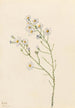 Aster des pinèdes Aster squarrosus - Mary Vaux Walcott — artwork view