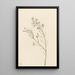 Aster des pinèdes Aster squarrosus - Mary Vaux Walcott — framed artwork on a wall