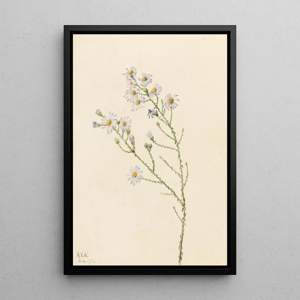 Aster des pinèdes Aster squarrosus - Mary Vaux Walcott — framed artwork on a wall