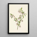 the Blueberry of the Pines Vaccinium tenellum - Mary Vaux Walcott — framed artwork on a wall