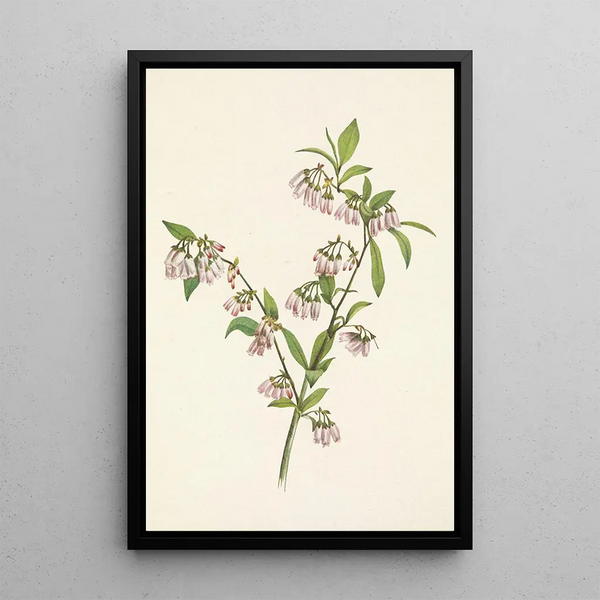the Blueberry of the Pines Vaccinium tenellum - Mary Vaux Walcott — framed artwork on a wall