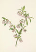 the Blueberry of the Pines Vaccinium tenellum - Mary Vaux Walcott — artwork view
