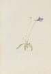 Pinguicula vulgaris - Mary Vaux Walcott — artwork view