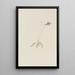Pinguicula vulgaris - Mary Vaux Walcott — framed artwork on a wall
