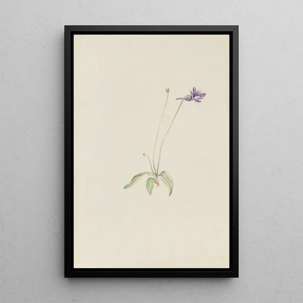 Pinguicula vulgaris - Mary Vaux Walcott — framed artwork on a wall
