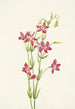 Centaurée rose Centaurium venustum - Mary Vaux Walcott — artwork view