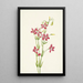 Centaurée rose Centaurium venustum - Mary Vaux Walcott — framed artwork on a wall