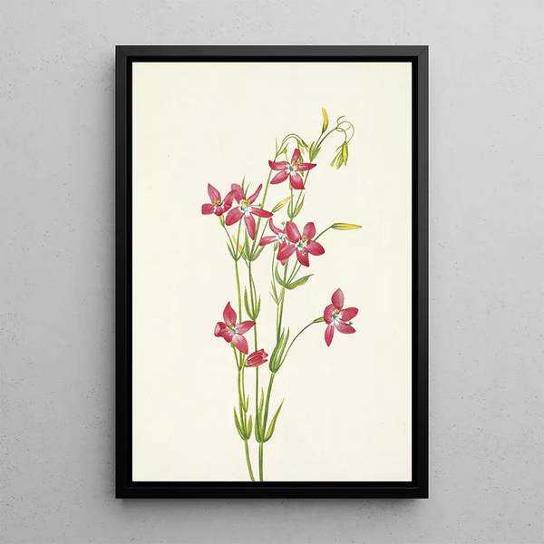 Centaurée rose Centaurium venustum - Mary Vaux Walcott — framed artwork on a wall
