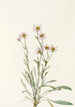 Vergerette rose Erigeron caespitosus - Mary Vaux Walcott — artwork view