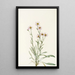 Vergerette rose Erigeron caespitosus - Mary Vaux Walcott — framed artwork on a wall
