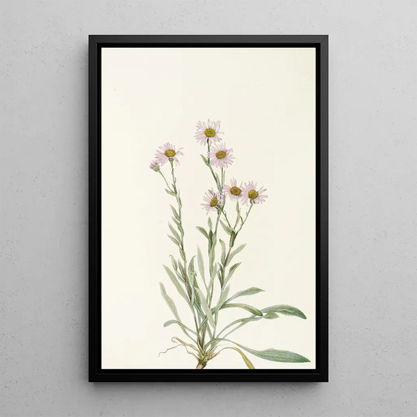 Vergerette rose Erigeron caespitosus - Mary Vaux Walcott — framed artwork on a wall