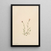 Vergerette rose Erigeron jucundus - Mary Vaux Walcott — framed artwork on a wall