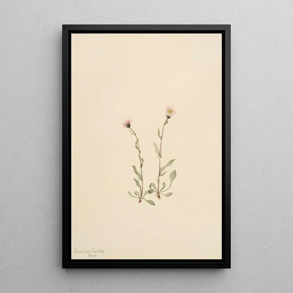 Vergerette rose Erigeron jucundus - Mary Vaux Walcott — framed artwork on a wall
